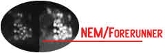 NEM/Forerunner Cells During Gastrulation
